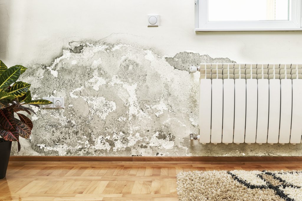 Mold Inspection in Buena Park, California (5848)